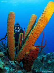 Giant yellow sponge. Turneffe atoll, Belize. Canon Ixus 9... by Bea & Stef Primatesta 